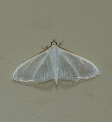 Palpita margaritacea