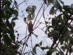 Erithacus rubecula