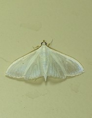 Palpita margaritacea