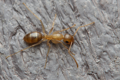Colobopsis macrocephala
