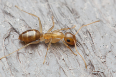 Colobopsis macrocephala