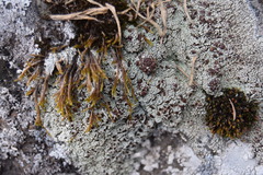Lecanora argopholis