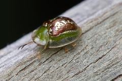Cassida compuncta