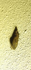 Cryptaspasma sordida