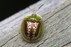 Cassida compuncta