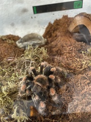 Brachypelma hamorii