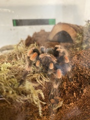 Brachypelma hamorii