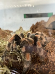 Brachypelma hamorii