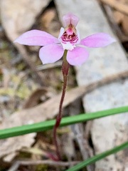 Caladenia pusilla