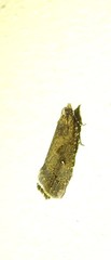 Cryptaspasma sordida