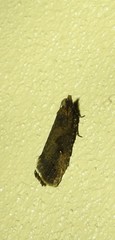 Cryptaspasma sordida