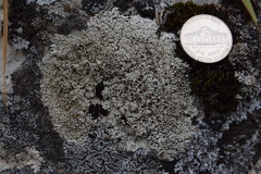 Lecanora argopholis