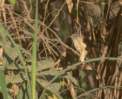 Cantorchilus modestus