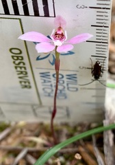 Caladenia pusilla