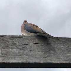 Streptopelia senegalensis