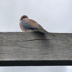 Streptopelia senegalensis