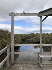 Streptopelia senegalensis