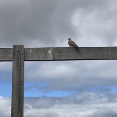 Streptopelia senegalensis