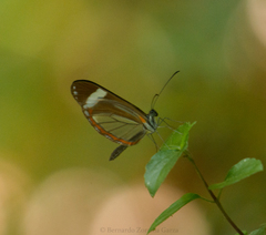 Dismorphia theucharila fortunata