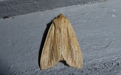Ichneutica semivittata