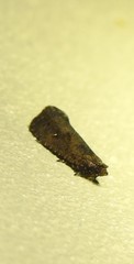 Cryptaspasma sordida