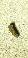 Cryptaspasma sordida