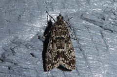 Eudonia philerga