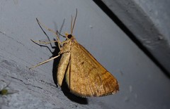 Anachloris subochraria