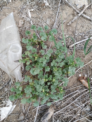 Malva pusilla iNat (1)