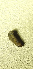 Cryptaspasma sordida
