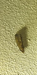 Cryptaspasma sordida