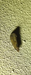 Cryptaspasma sordida