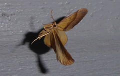 Anachloris subochraria