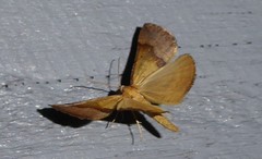 Anachloris subochraria