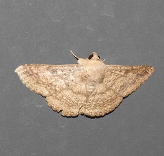Ericeia sobria