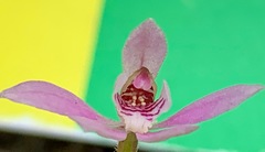 Caladenia pusilla