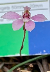 Caladenia pusilla