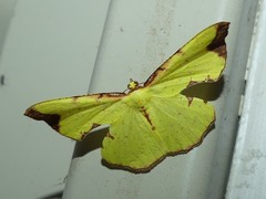Corymica pryeri