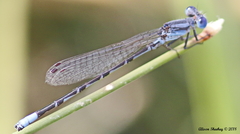 Argia alberta