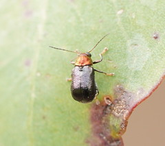 Aporocera viridis