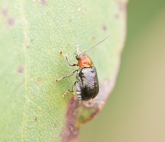 Aporocera viridis