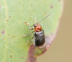 Aporocera viridis