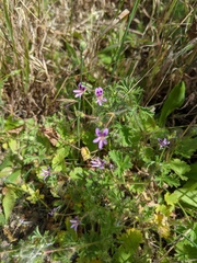 Pelargonium columbinum