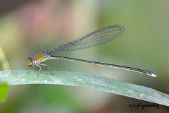 Pseudagrion pruinosum