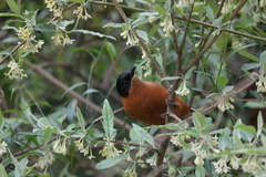 Heterophasia capistrata