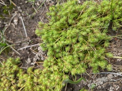 Isolepis hystrix