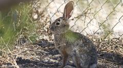 Sylvilagus audubonii