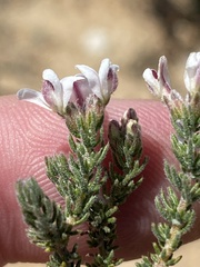 Aspalathus submissa