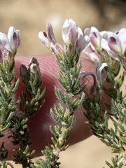 Aspalathus submissa