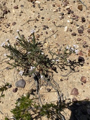 Aspalathus submissa